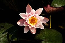 Nymphaea lotus var. thermalis.jpg