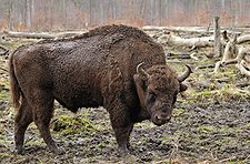 Bison bonasus (Linnaeus 1758).jpg