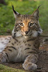 Rasul carpatin (lynx lynx)