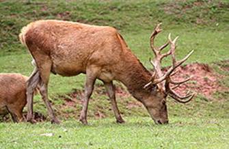 Cervus elaphus