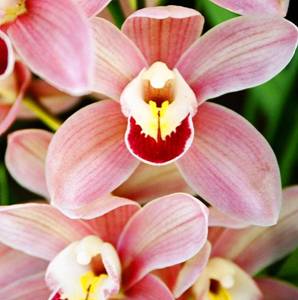 Cymbidium (a)