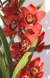 Cymbidium (c)