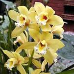 Cymbidium (g)