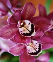 Festive Red Cymbidium 