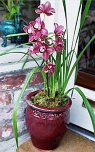 Festive Red Cymbidium 2