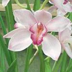 Cymbidium (e)