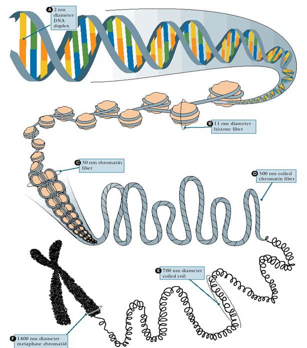 Figure 6_10 from Hartl & Jones, 1998