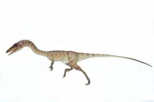 coelophysis