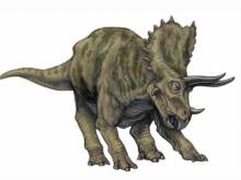 triceratops