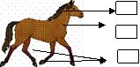 horse_001