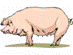 pig4