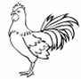 Rooster