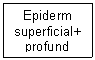 Text Box: Epiderm
superficial+
profund
